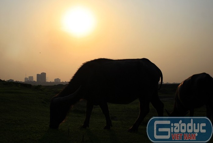 Cảnh thanh bình ngay sát thành thị náo nhiệt nhưng không mấy người biết